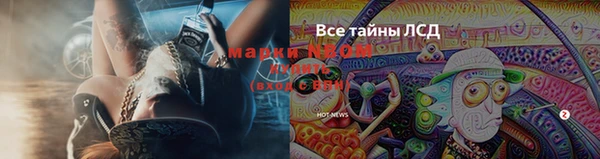 хмурый Аркадак
